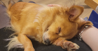 clodagh  pet sitter à TOURBES 34120_1