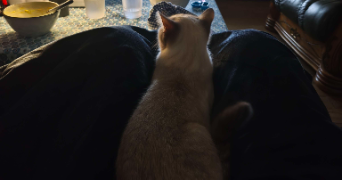 valentin pet sitter à PARIS 01 75001_3