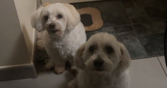 erine pet sitter à EVREUX 27000_1