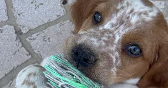 céleste pet sitter à LIEURAN LES BEZIERS 34290