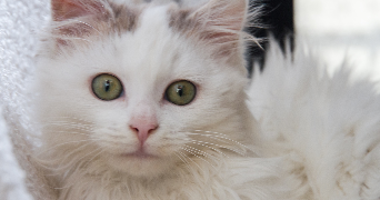 camille pet sitter à Villeparisis 77270_6