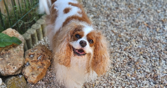 marlene pet sitter à AUNEAU BLEURY ST SYMPHORIEN 28700_54