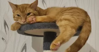 cyrille pet sitter à LUCON 85400