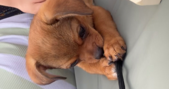 océane pet sitter à HAVANGE 57650_3