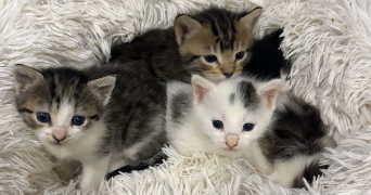 angelina pet sitter à CHAMAGNIEU 38460_8