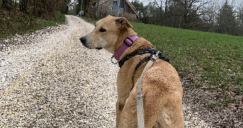 solene pet sitter à MINZIER 74270_8