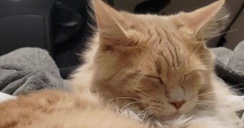 mélanie pet sitter à DAHLENHEIM 67310_1