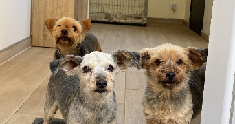 marie pet sitter à NANCRAY SUR RIMARDE 45340_2