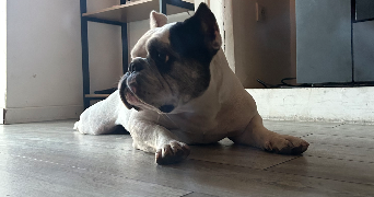 deborah pet sitter à Isle 87170_6