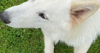 maëline pet sitter à Rennee 35000_4