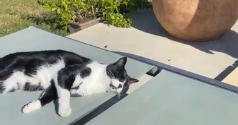 lou-ann pet sitter à LYON 02 69002_1