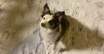 sarah dog sitter à ANGERS 49100_1