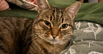 emma pet sitter à ST ALBAN LEYSSE 73230_6