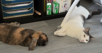 marine pet sitter à RUEIL MALMAISON 92500_3