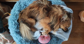 laura pet sitter à RENNES 35200_2