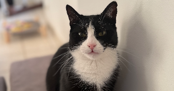 chloé  pet sitter à BELLEGARDE 45270_1