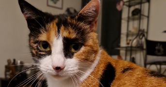 muriel pet sitter à GOLBEY 88190_1