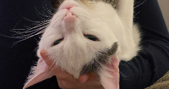 claire pet sitter à ST MARTIN DE CRAU 13310_9