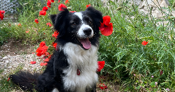 lucie pet sitter à Rouvray-Saint-Denis 28310_1
