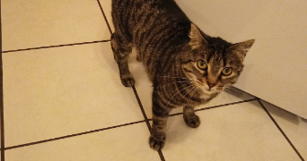 laura pet sitter à ALGRANGE 57440_1