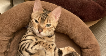 johnny pet sitter à PARIS 14 75014_2