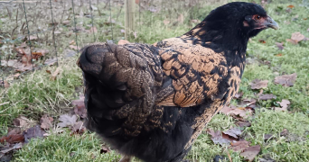 alicia pet sitter à BEAUTHEIL SAINTS 77120_5