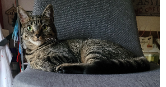 anaïs  pet sitter à VIEIL HESDIN 62770_4