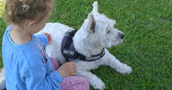 olivier dog sitter à LE MEREVILLOIS 91660_0