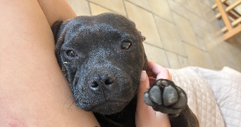 lisa pet sitter à Bourg la reine 92340_4