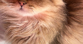 malo pet sitter à BREST 29200_2