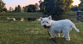 lorena  pet sitter à HEM 59510_4