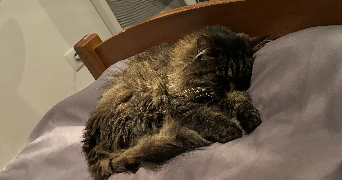 brysa pet sitter à PARIS 09 75009_4