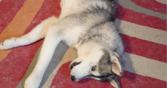 jonathan pet sitter à TOULOUSE 31000_2