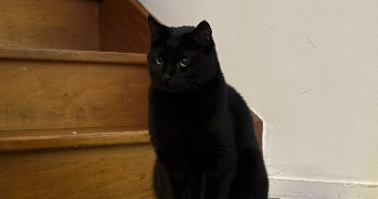 naïa pet sitter à MOISSY CRAMAYEL 77550_2