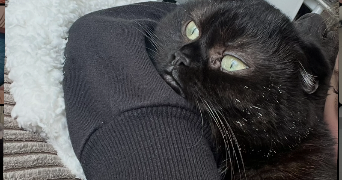 tiphaine pet sitter à LA CHAPELLE SUR ERDRE 44240_1