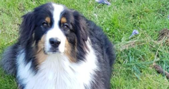 elynna pet sitter à PLERIN 22190_0