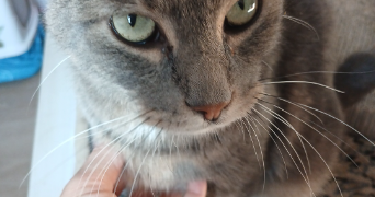 sandrine pet sitter à ANNOEULLIN 59112_4