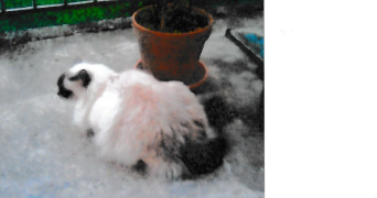 nadine pet sitter à Arcueil 94110_8