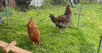 virginie pet sitter à LITTEAU 14490_3