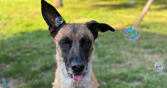 Anne claire pet sitter à Vairé 85150_2