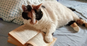 natacha pet sitter à FONTAINEBLEAU 77300_0