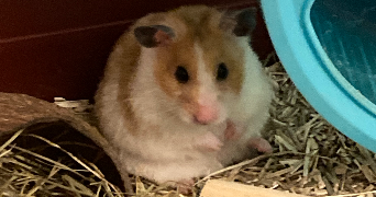 mélanie pet sitter à YERRES 91330_4