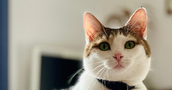 Lucia pet sitter à NICE 06200_4