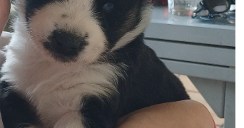 elodie pet sitter à AVANTON 86170_0