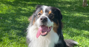 julie pet sitter à APREMONT 73190_9