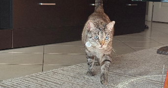 safia pet sitter à GRENOBLE 38100_0