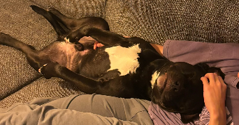 audrey pet sitter à DRAVEIL 91210_0