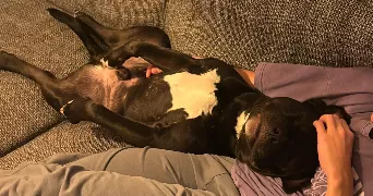 audrey pet sitter à DRAVEIL 91210