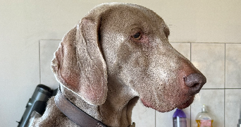 elisa pet sitter à MOLAY 39500_0