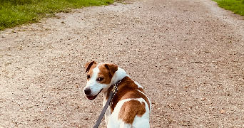 emilie pet sitter à Franconville 95130_2